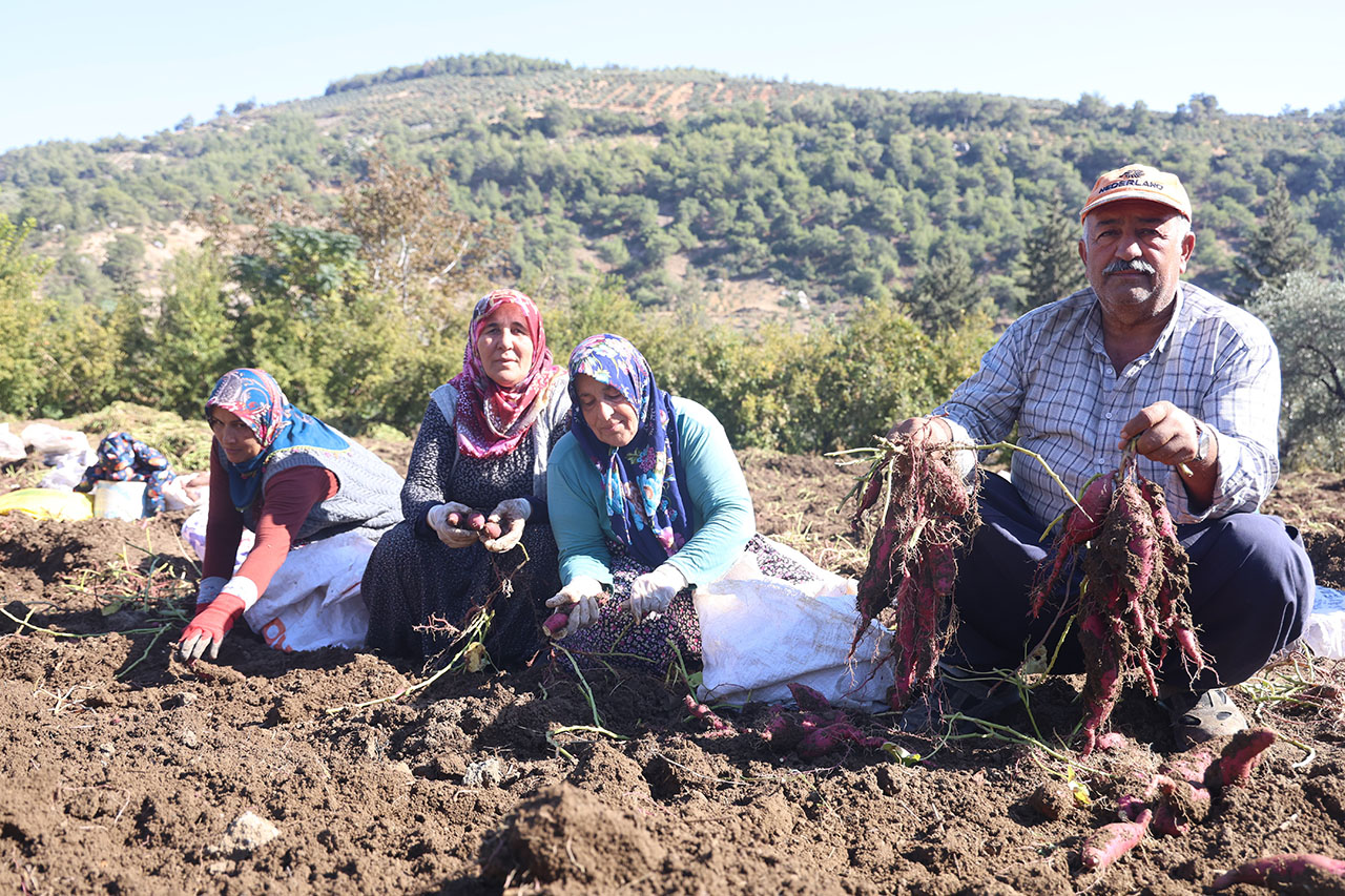 Türkiye'de üretiliyor. Ezber bozan patatesin kilosu 20 TL'den satılıyor