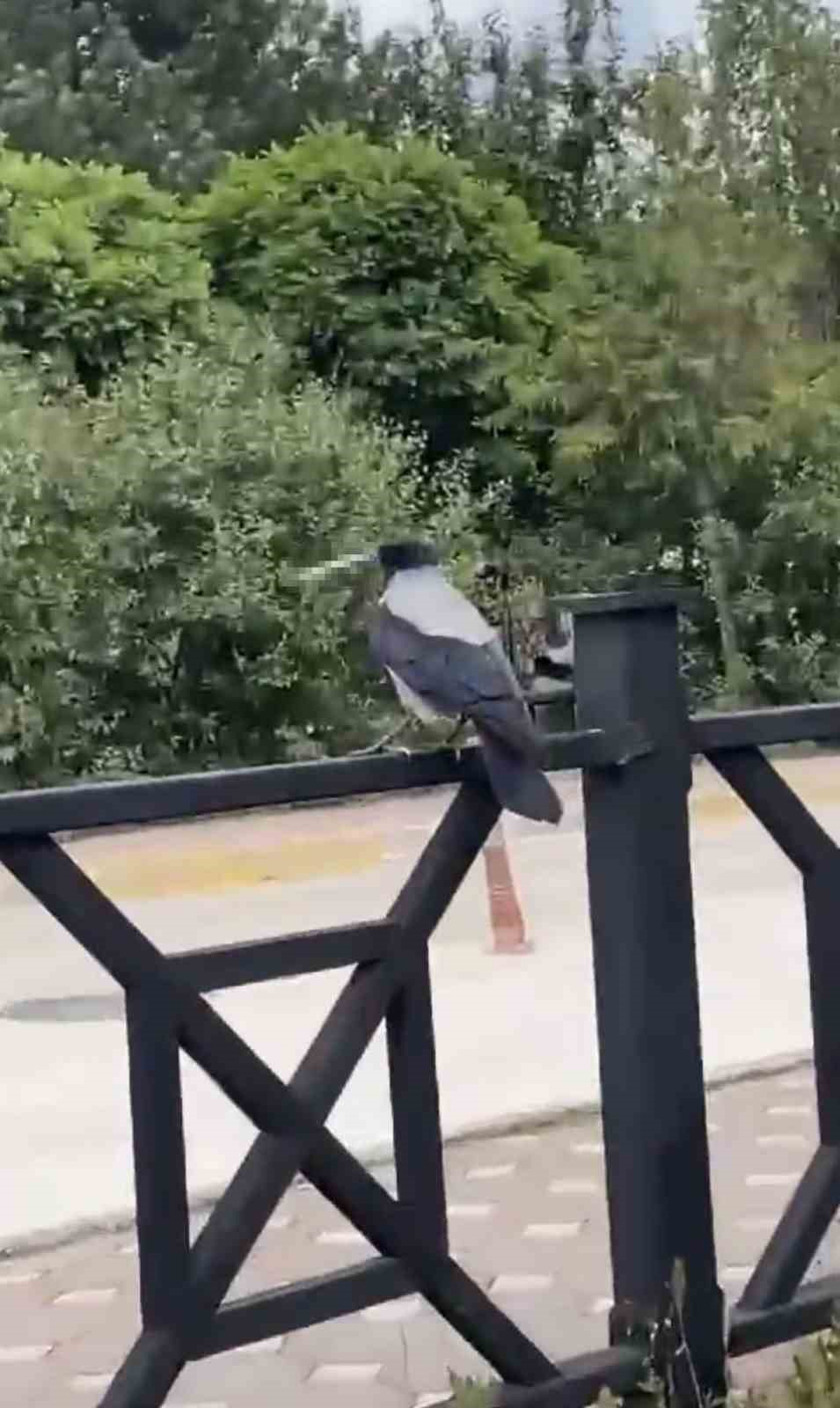 Ülkenin kargası bile sigara içiyor. Gülümseten görüntüler