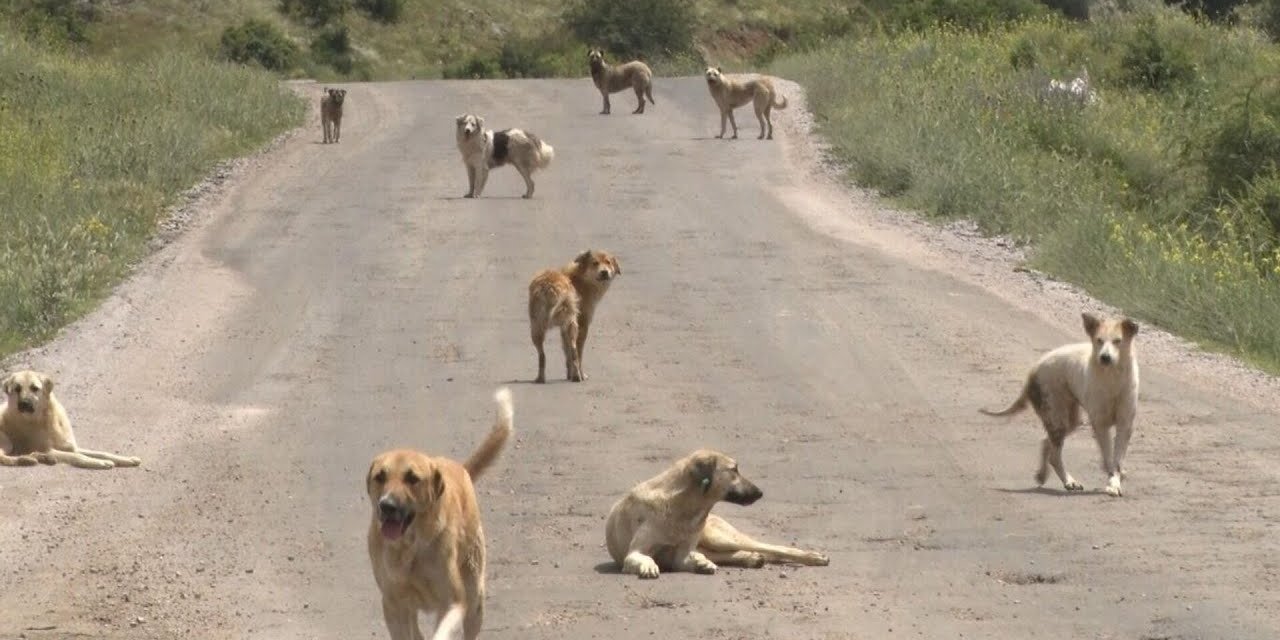 Başıboş köpekler tarafından parçalanan bebek defnedildi