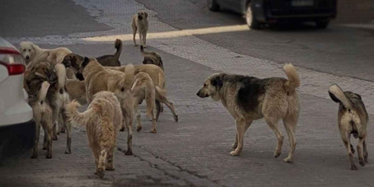 Konyalı öğrenciler başıboş köpeklerden şikayetçi. Kampüsler köpek kaynıyor