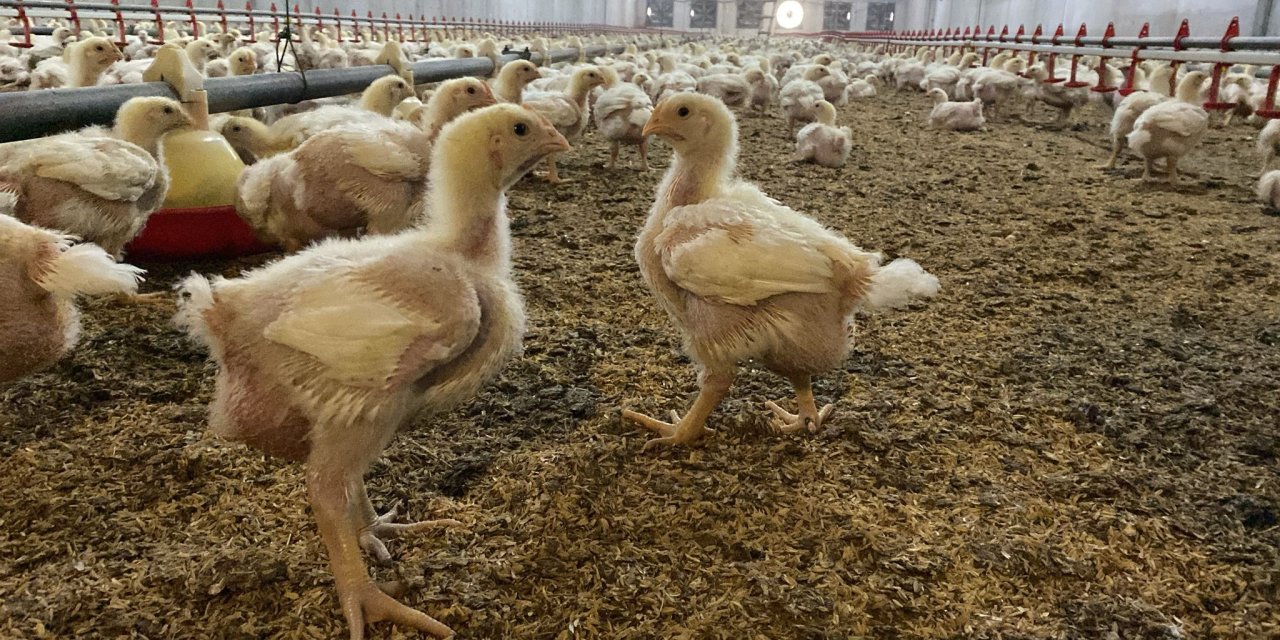 Konya'da da görülmüştü. Uzmanlar kuş gribine karşı uyardı