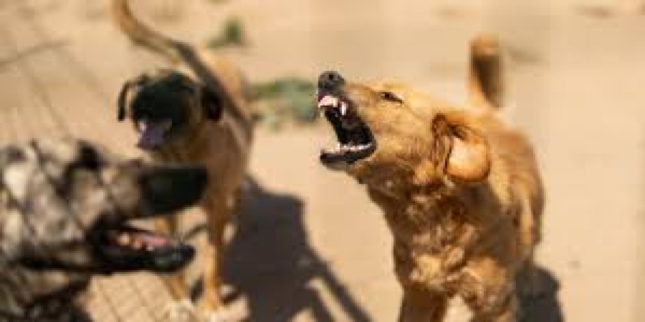 Sokak köpekleriyle ilgili flaş karar