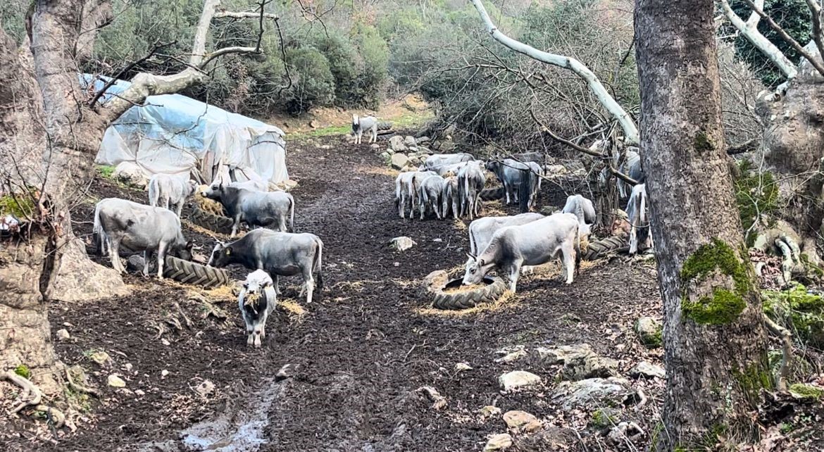 750 yıllık safkan yerli hayvanları kurşuna dizdiler