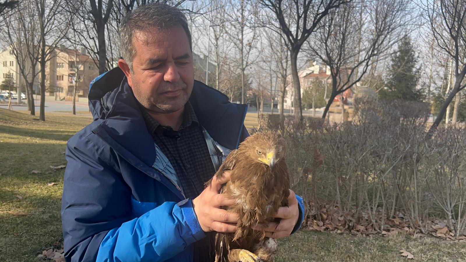 Konya’nın merkezinde aç kalan Kartal vatandaşların önüne düştü