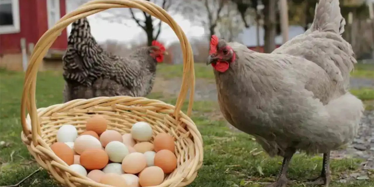 Kuş gribi yüzünden milyonlarca tavuk itlaf edildi; Türkiye'den, ABD'ye 15 bin ton yumurta ihracı