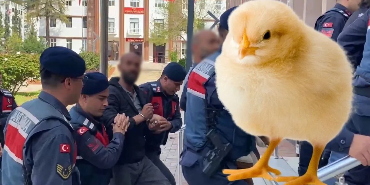 Kaçak "Civciv baronları"na operasyon