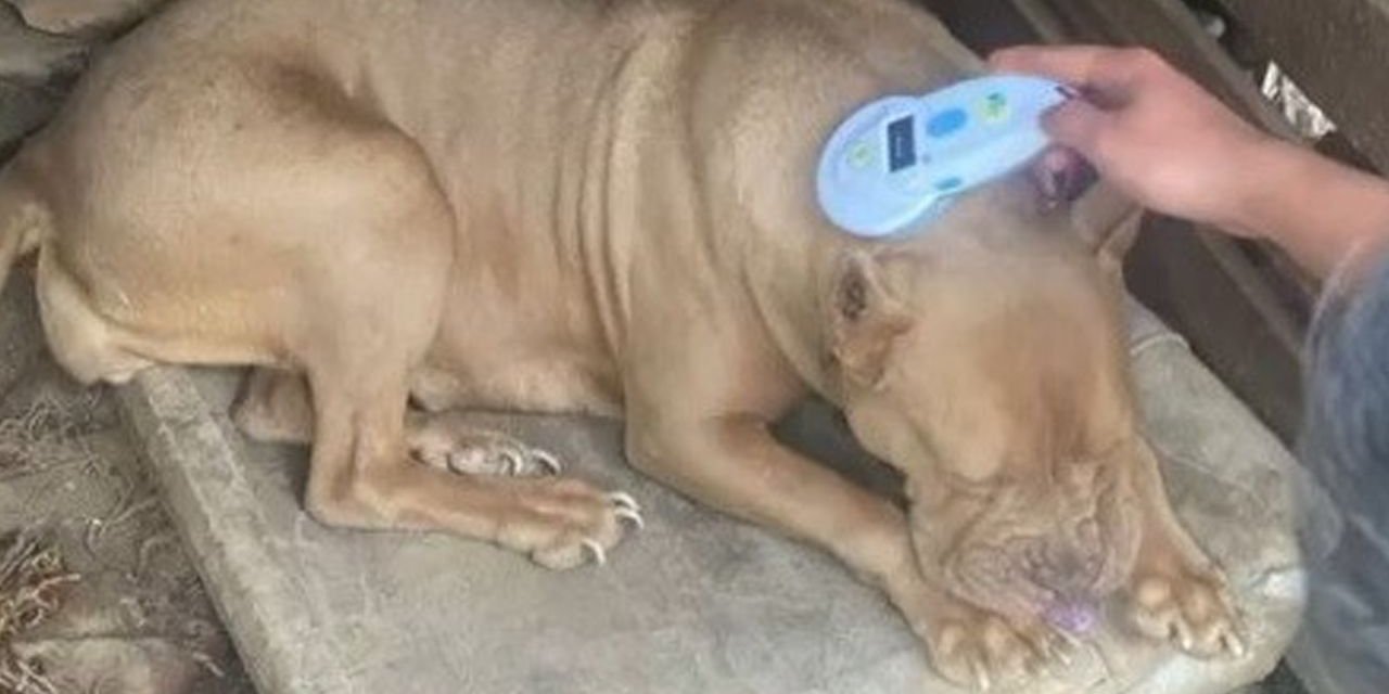 Pitbull sahiplerine 304 bin lira ceza kesildi