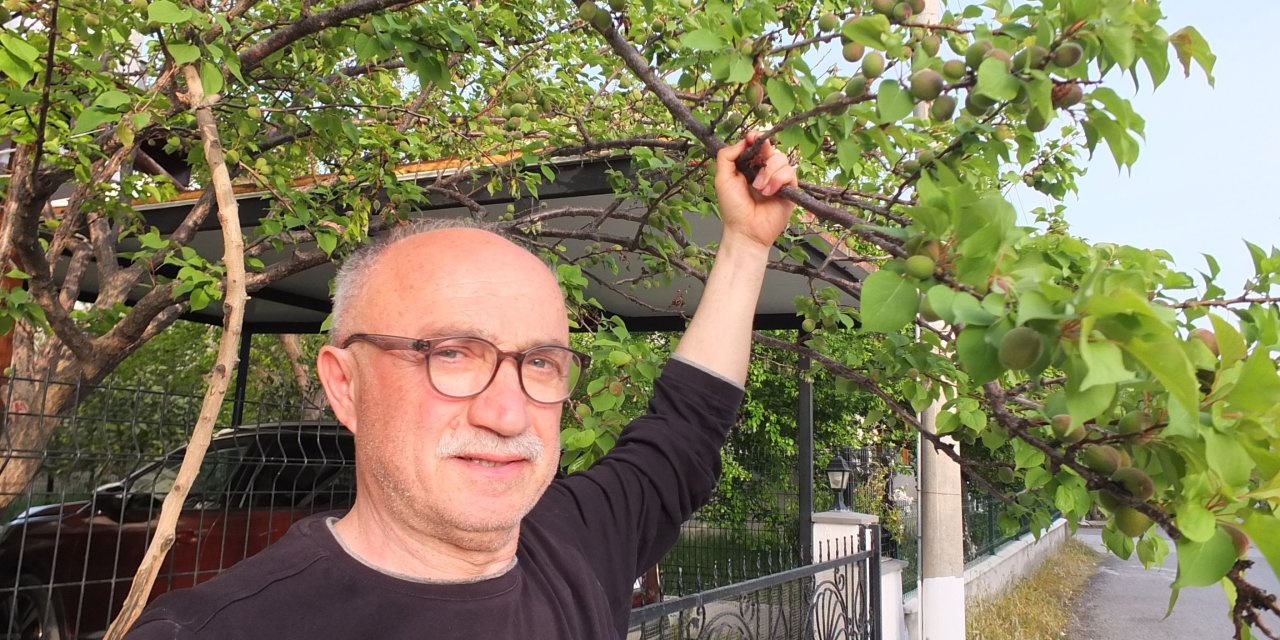 Zirai don onları etkilemedi kayısıyı verecek yer arıyorlar