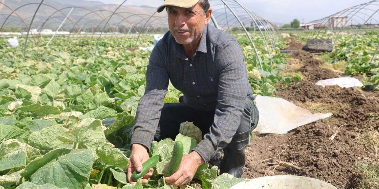 Hasat başladı: Tarlada 15 TL'ye alıcı buluyor