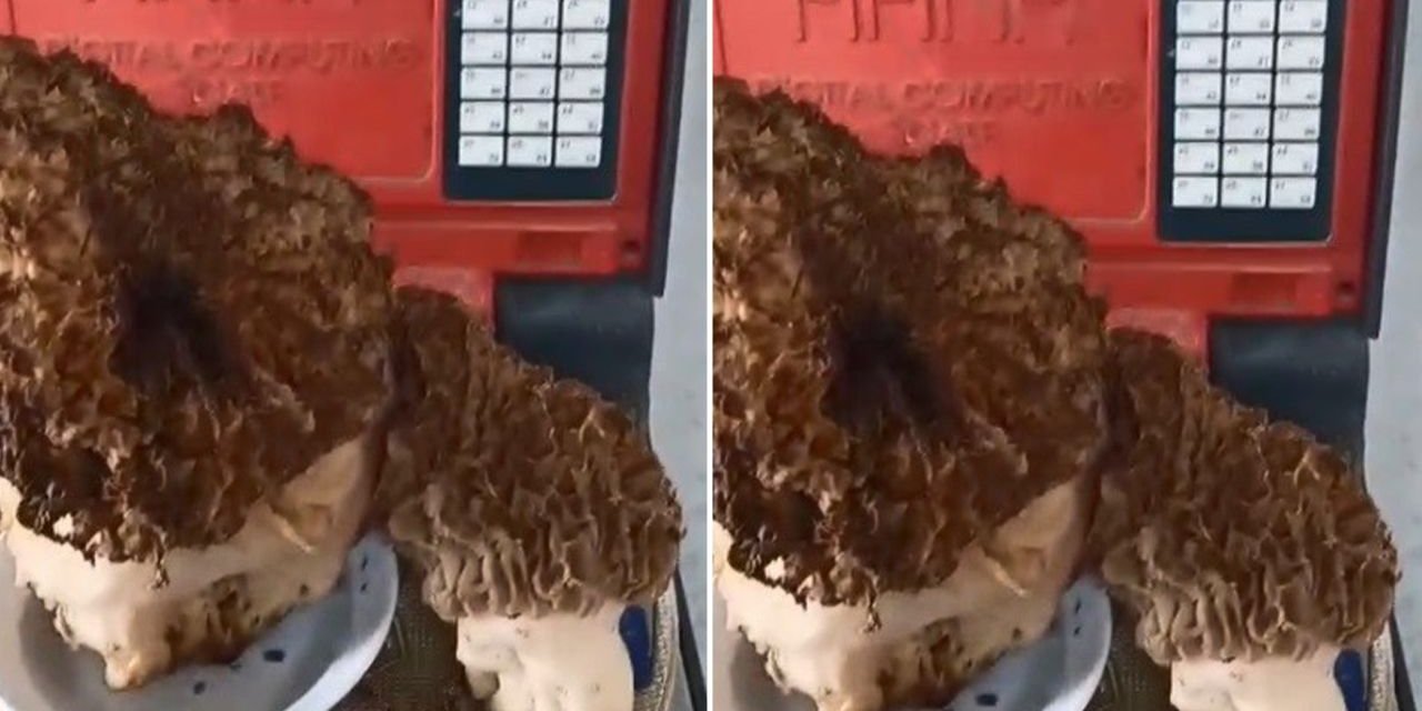 Görenler gözlerine inanamadı! Devasa büyüklükte kuzu göbeği mantaru buldu