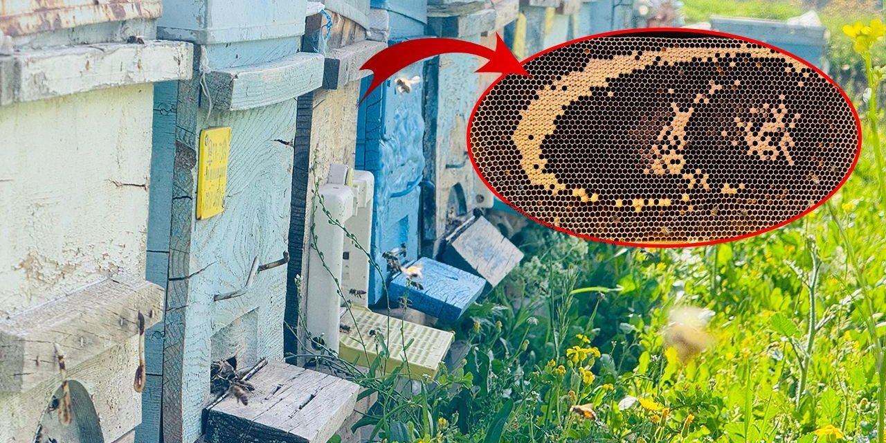 Bal arıları yaptıklarıyla herkesi şaşırttı