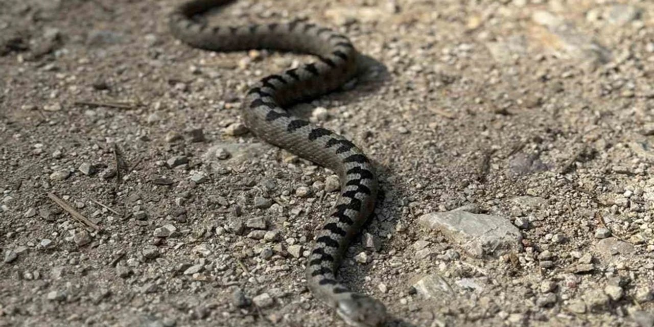 Konya'nın meşhur parkında zehirli yılan görüldü. Üçgen kafalı paniği