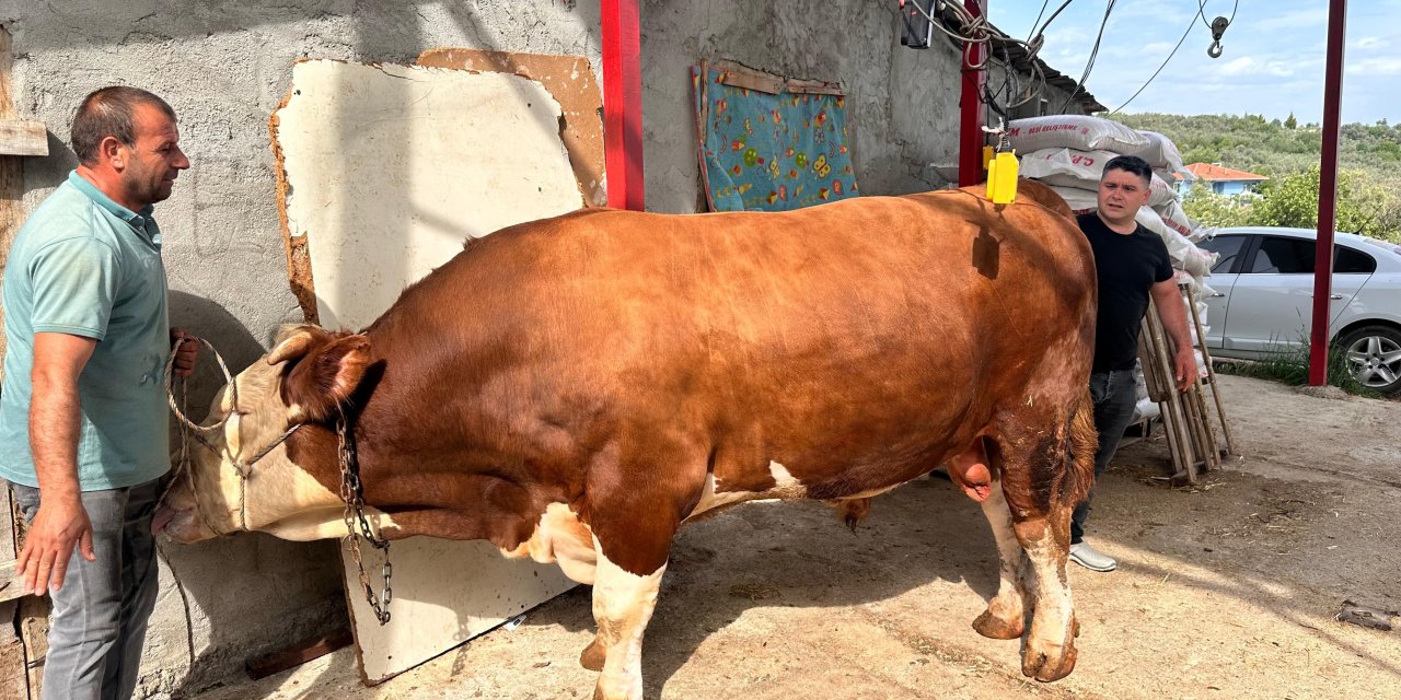 1 ton 200 kiloluk kurbanlık; fiyatı dudak uçuklatıyor