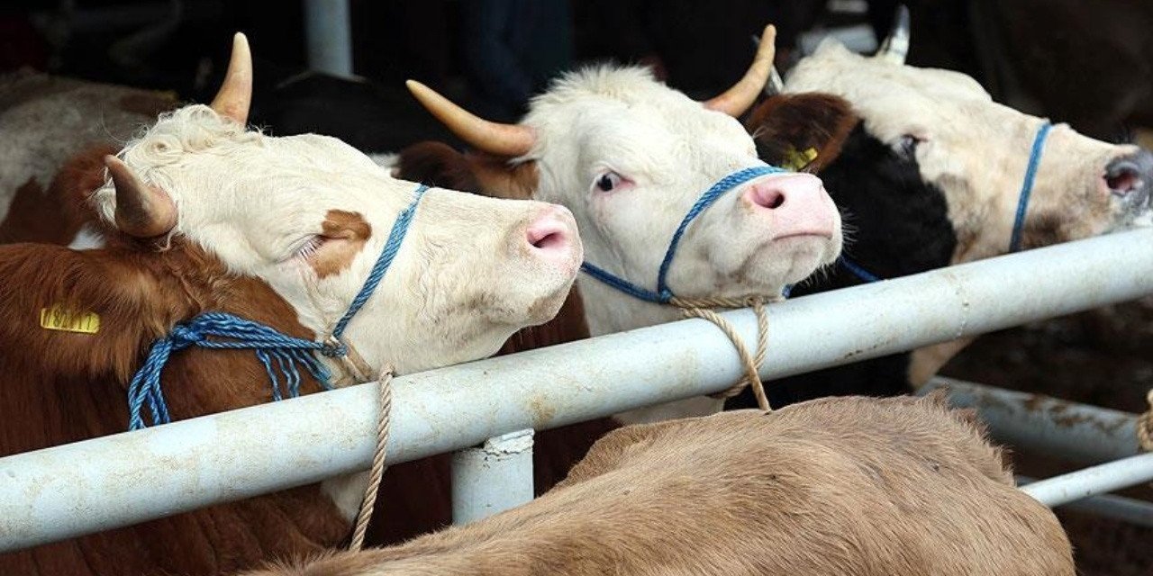Kurbanlık fiyatı geçen yıla göre yüzde 35 arttı