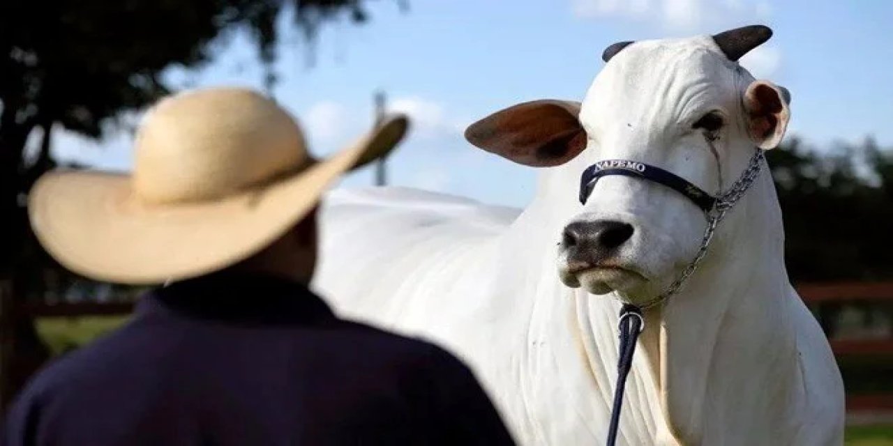 Bu kutsal süper zebu sığırı dünyayı ele geçirecek