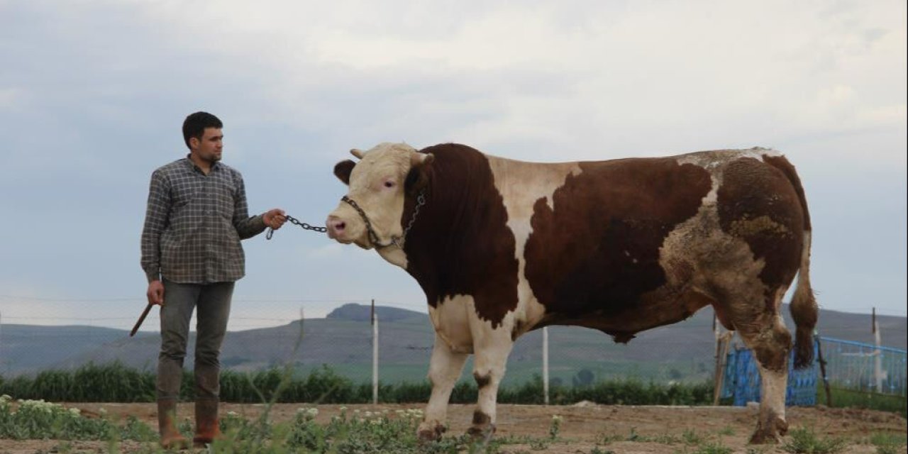 1,5 tona yakın; tosunun fiyatını kimse tahmin edemiyor