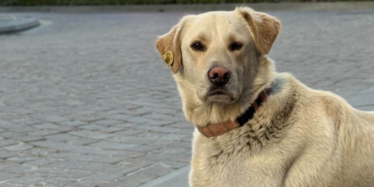 Sevimli köpek az daha banka hırsızlığından yakayı kaptıracaktı
