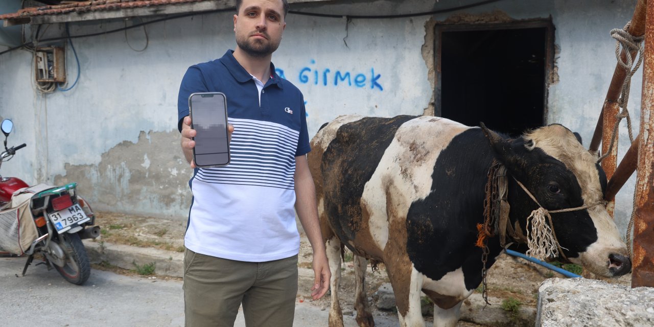 Ucuz kurbanlık tosun hayali pahalıya maloldu; yakayı dolandırıcılara kaptırdı