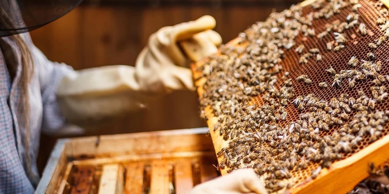 Nedeni ilginç! Arı kovanlarında verim yüzde 50 azaldı