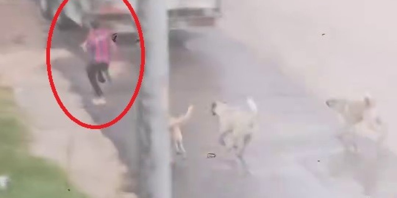 Yine bir sokak köpeği faciasına ramak kaldı