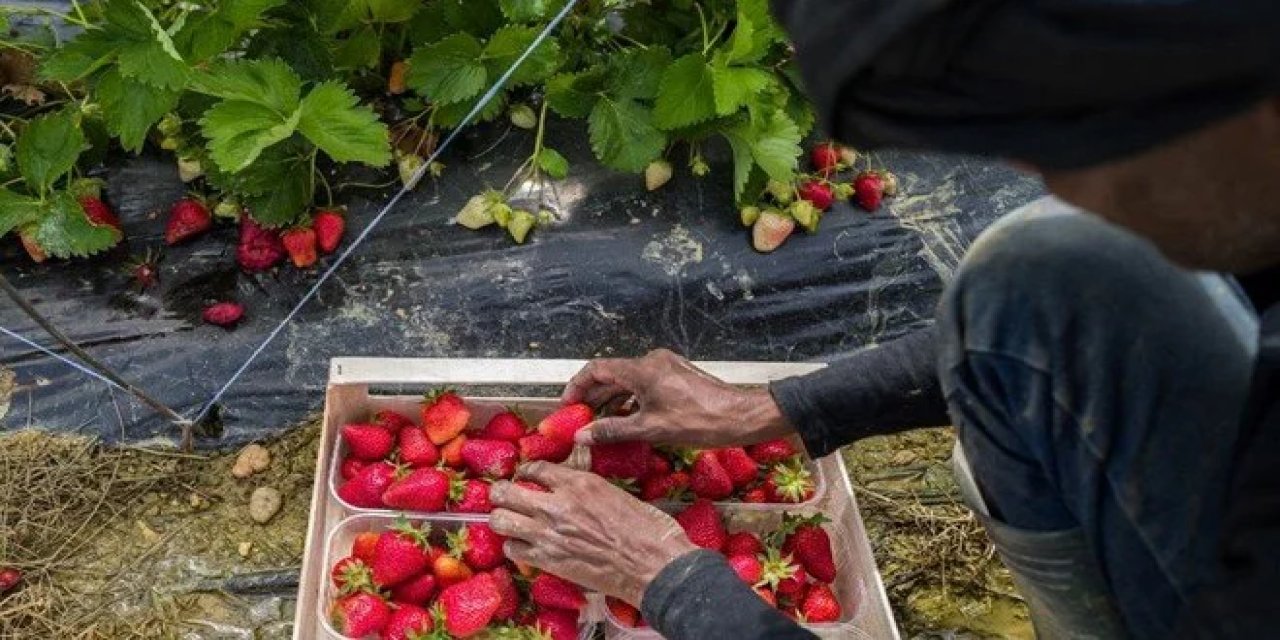 Konya'da mezat başladı. Şehrin lezzeti bu yıl ilk kez satıldı