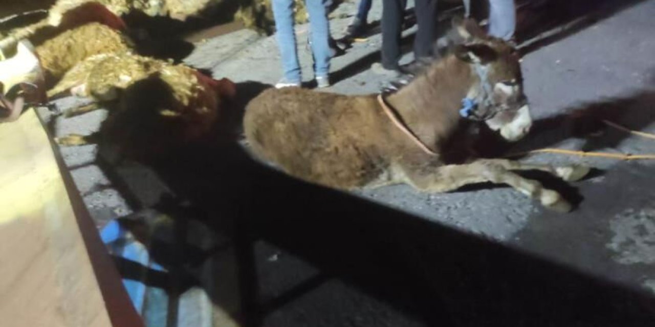 Kurbanlık taşıyan tır devrildi: Onlarca küçükbaş telef oldu