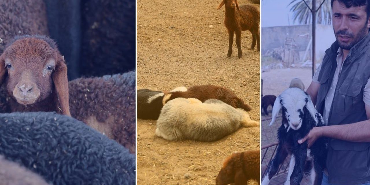 Böyle vicdansızlık görülmedi: Kuzular annesiz kaldı; besici gözyaşlarını tutamadı