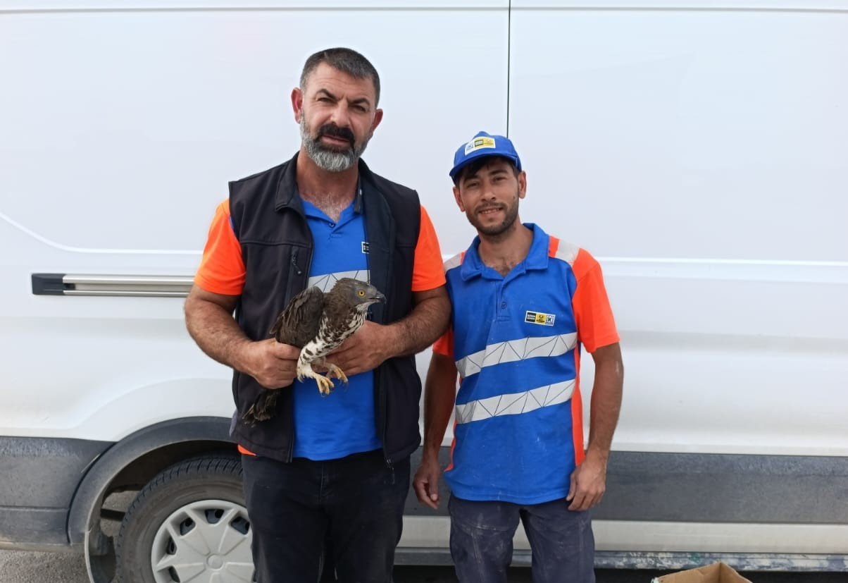 Karapınar'da yaralı kızıl şahine şefkat eli