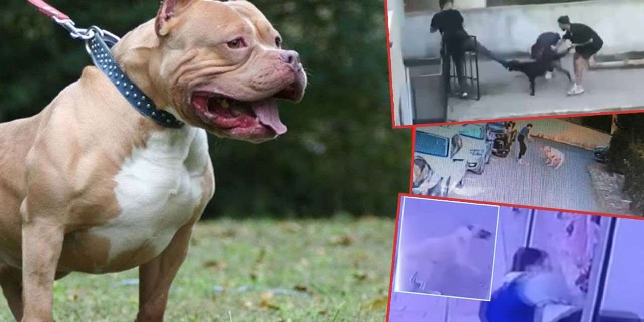 Köpeğini tasmasız gezdiren saldırgana 15 yıl hapis mi geliyor?