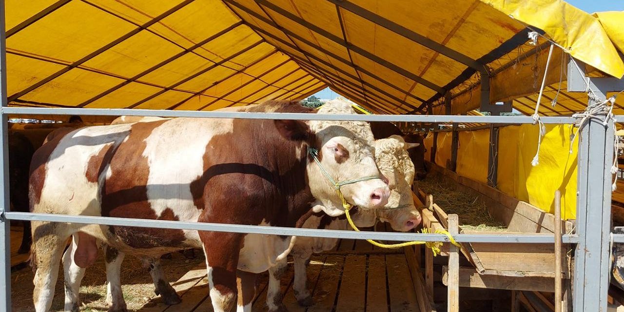 Yastık altında 303 bin lirası olanlar dikkat. Kurban ibadeti zorunlu hale geliyor