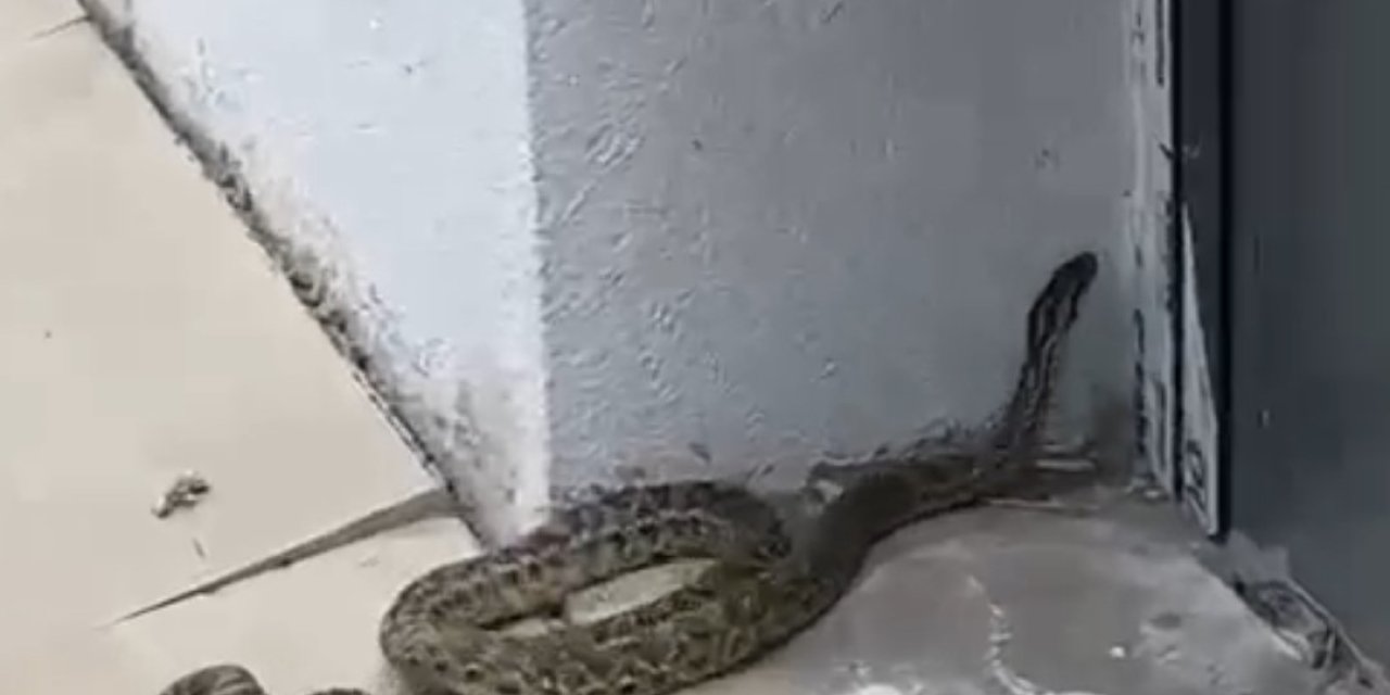 Okuldaki devasa yılan öğrenciler arasında paniğe neden oldu