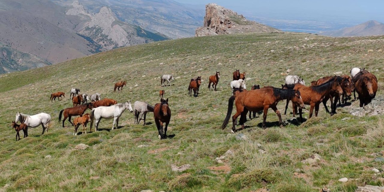 Yüzyıllardır Konya'nın büyük topraklarında koşturuyorlar. Yılkı Atları nefes kesiyor