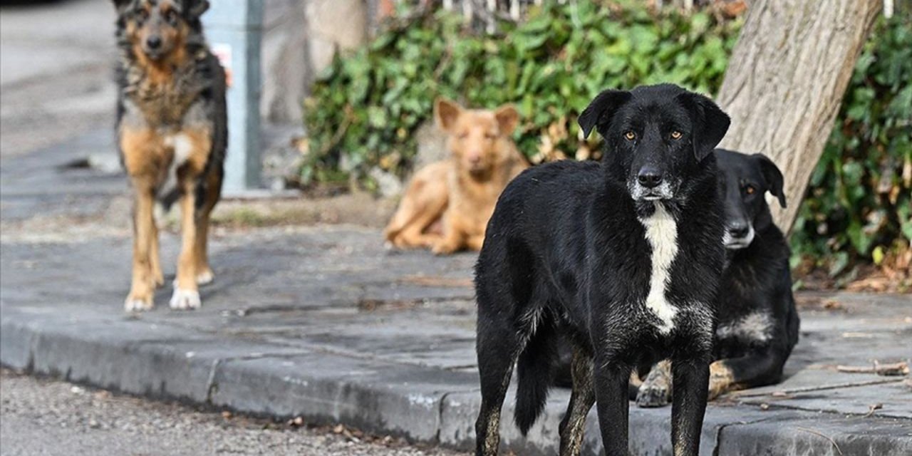 O ilde karantina başladı: Kuduz alarmı verildi