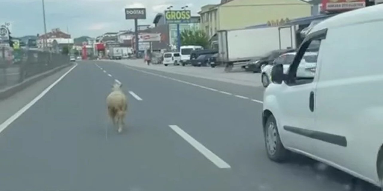 Firar eden kurbanlık koyun ortalığı birbirine kattı