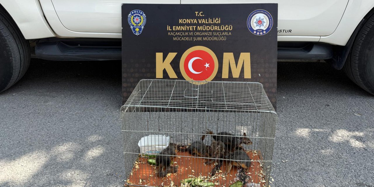 Sonunda bu da oldu. Konya'da yasadışı sincap operasyonu düzenlendi