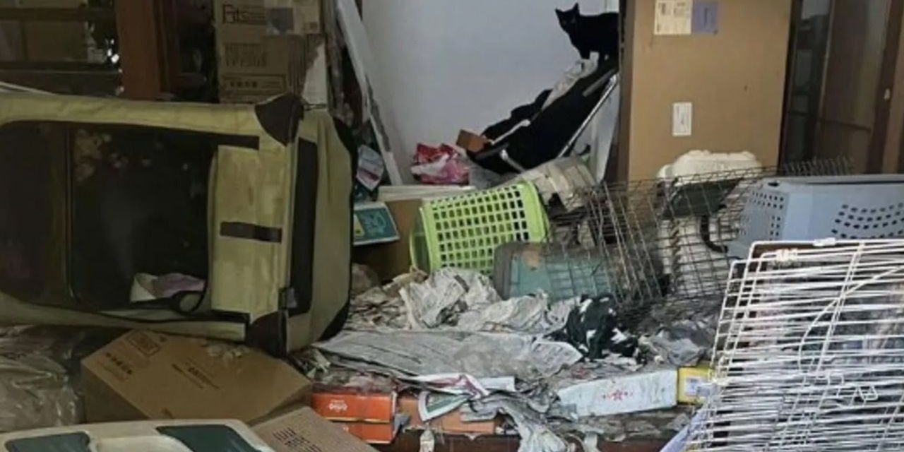 Hayvan koruma gönüllüsünün evinden 100 ölü kedi