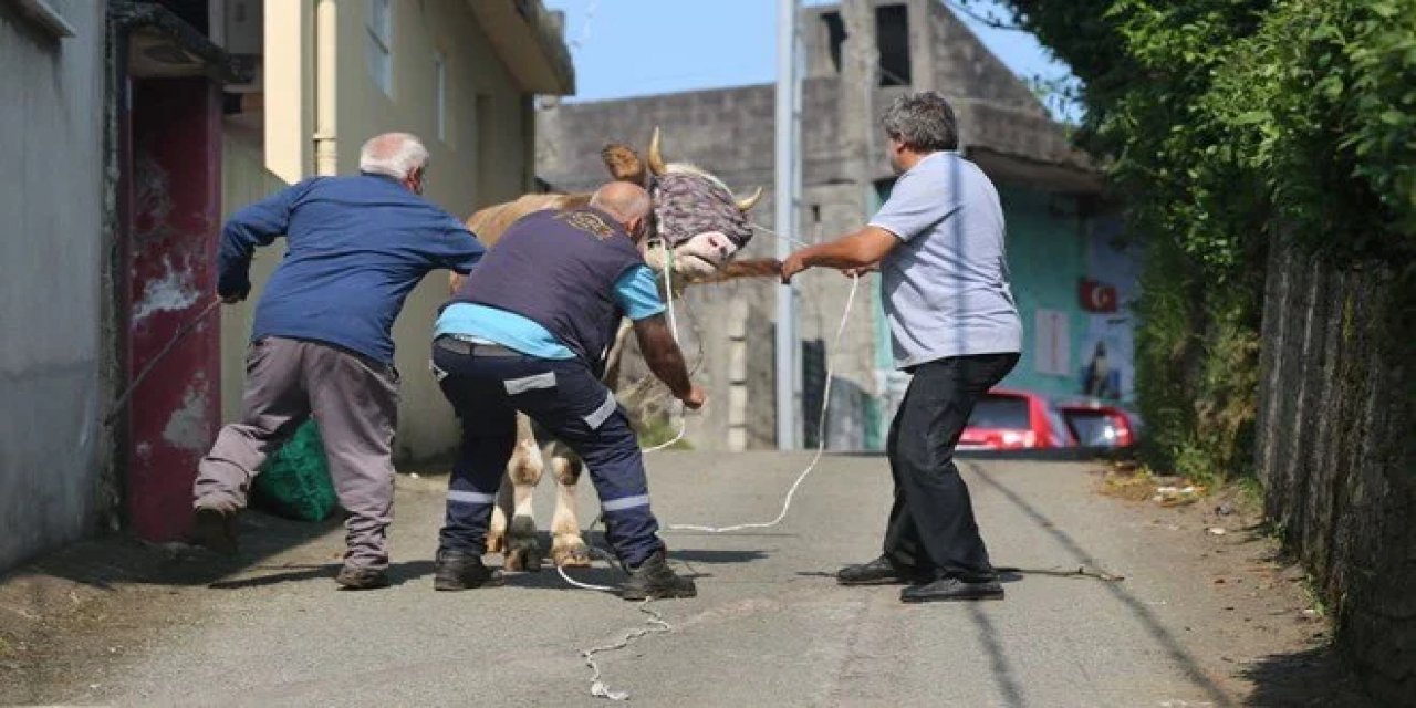 O şehirde kaçak kurbanlık alarmı veridi, herkes seferber oldu