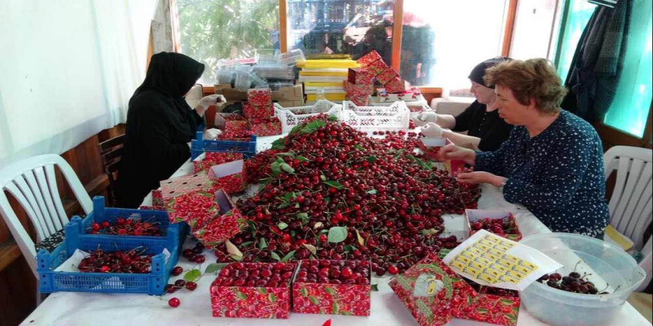 Bu kirazda hasat zamanı: Kilosu 700 TL'yi buluyor