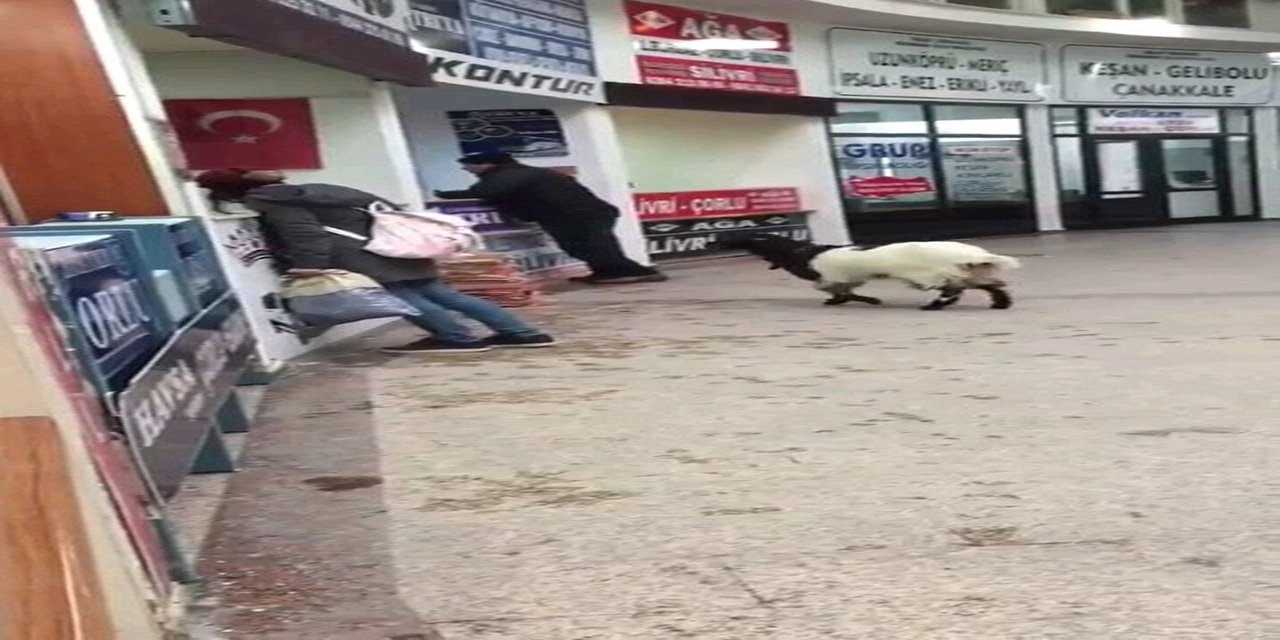 Bu da oldu! Otogara giren inatçı keçi paraları alıp kaçtı