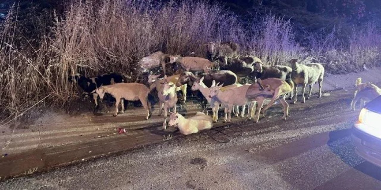 Keçiler çoban köpeğini de kandırıp firar etti, herkes şaşkına döndü
