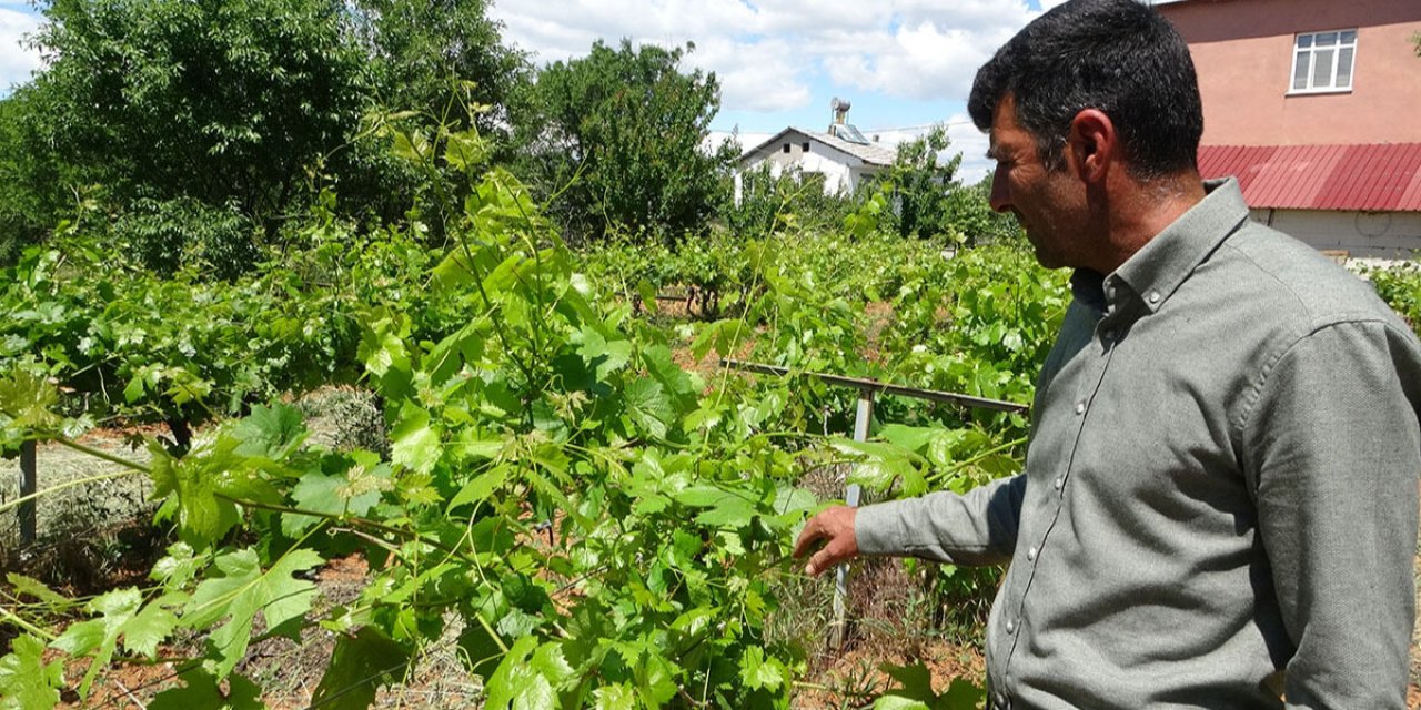 Yaprak sarmanız bu yıl pahalıya mal olacak: Kilosu cep yakıyor