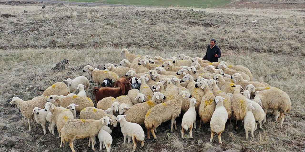 Çoban açığına çözüm. Yabancı çobanlara izin çıktı