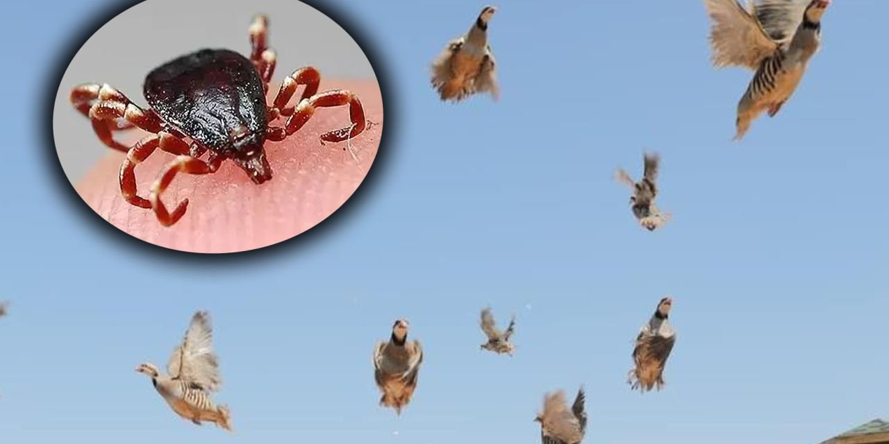Kene mücadelesinde ikinci raud: Binlercesi doğaya salındı
