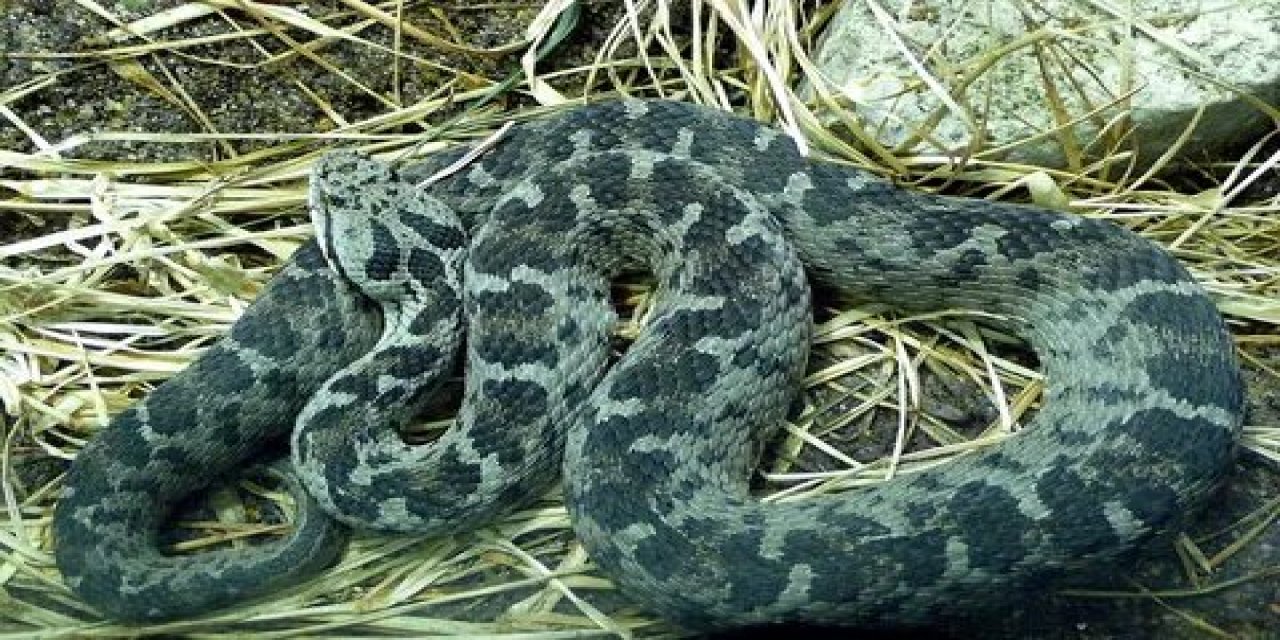 Konya'da zehirli yılan tehlikesi büyüyor! Vipera xanthina vatandaşı tedirgin ediyor