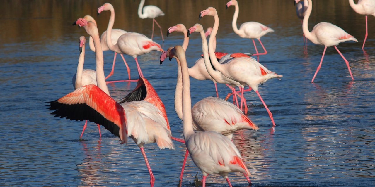 Tuz Gölü'ndeki bu manzaralar geride kaldı! Flamingolar susuzluk nedeniyle ölüyor
