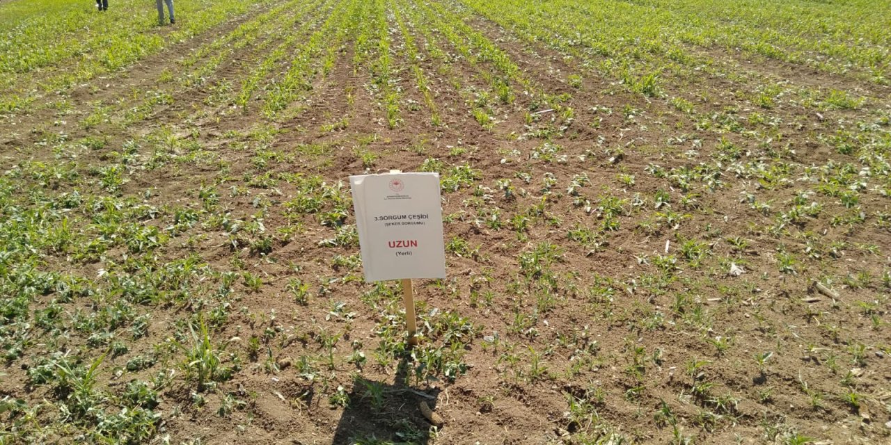 Konya’da kuraklığa karşı yeni umut. Silajlık soya denemesi yapıldı