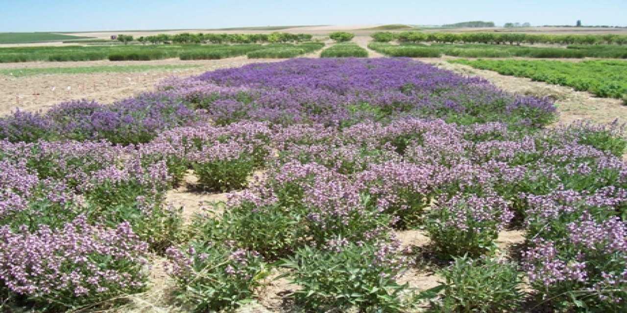 Zenginliğin yeni adı: Tıbbi aromatik bitki tarımı