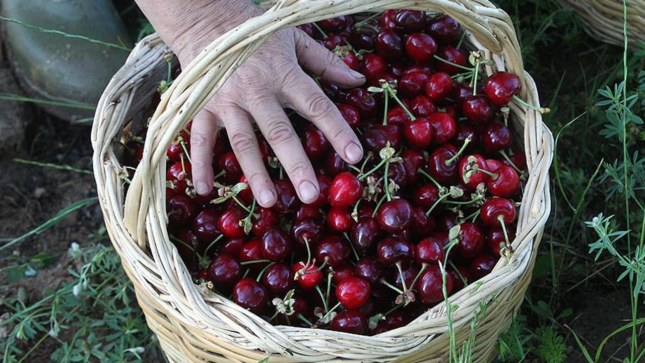 Konya'nın ilk kiraz hasadı gerçekleşti. Kilosu 300 TL'den satılıyor
