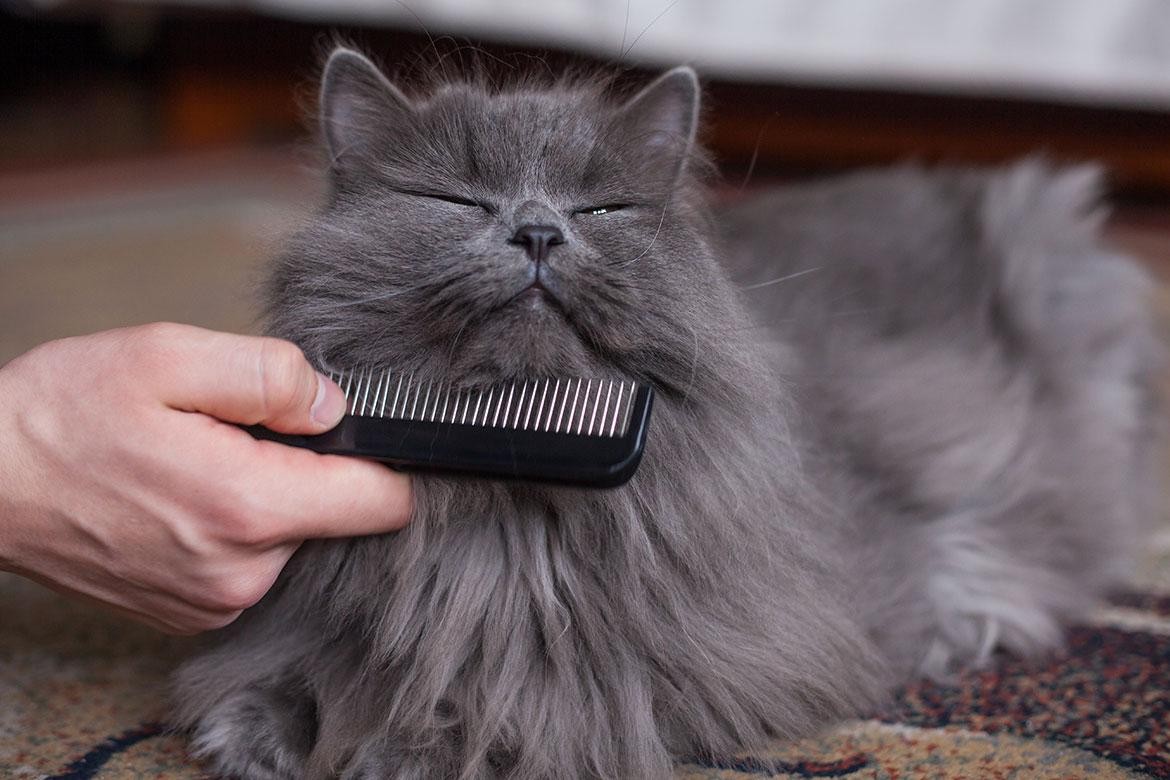 Kedi Fiyatları Ne Kadar? En Popüler Kedi Cinslerinin Güncel Ücretleri
