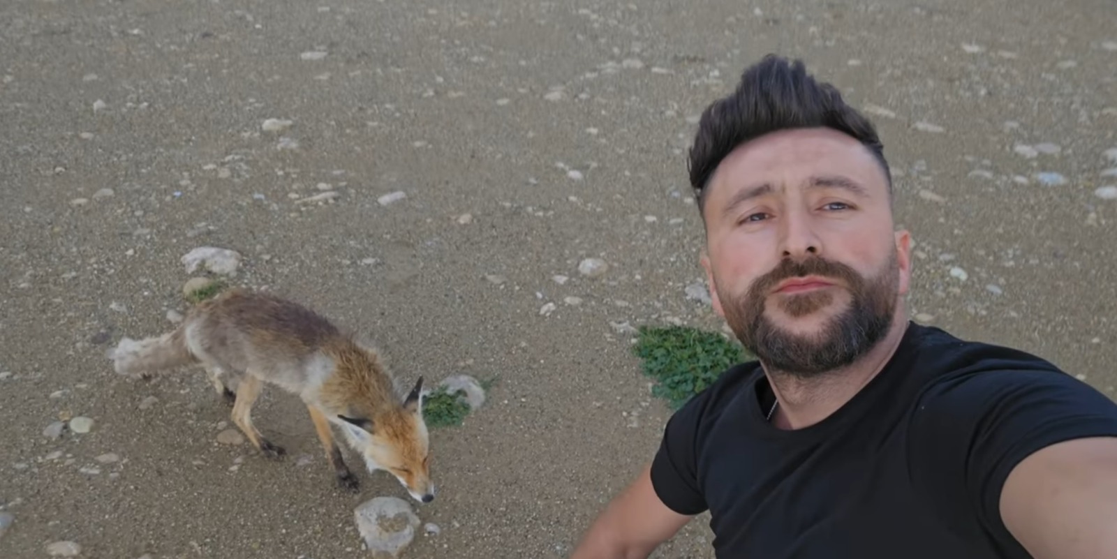 Bu tilki kıtır kıtır cips yiyor. Gökhan Aslan'ın yeni dostu oldu
